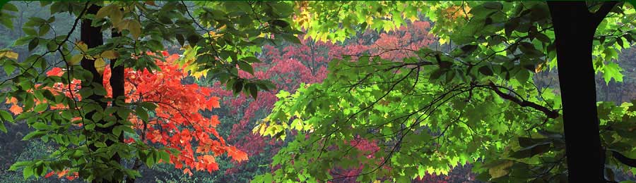 header 2