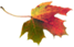 leaf 2